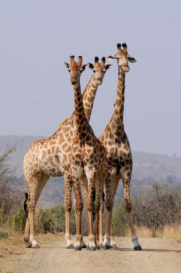 John And Noleen'S Place Marloth Park Exterior foto